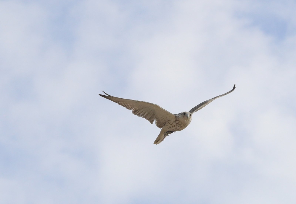 بالصور.. انطلاق منافسات الإسبوع الأخيرة..وناصر بن حمد يشيد بـ"الصقارة"