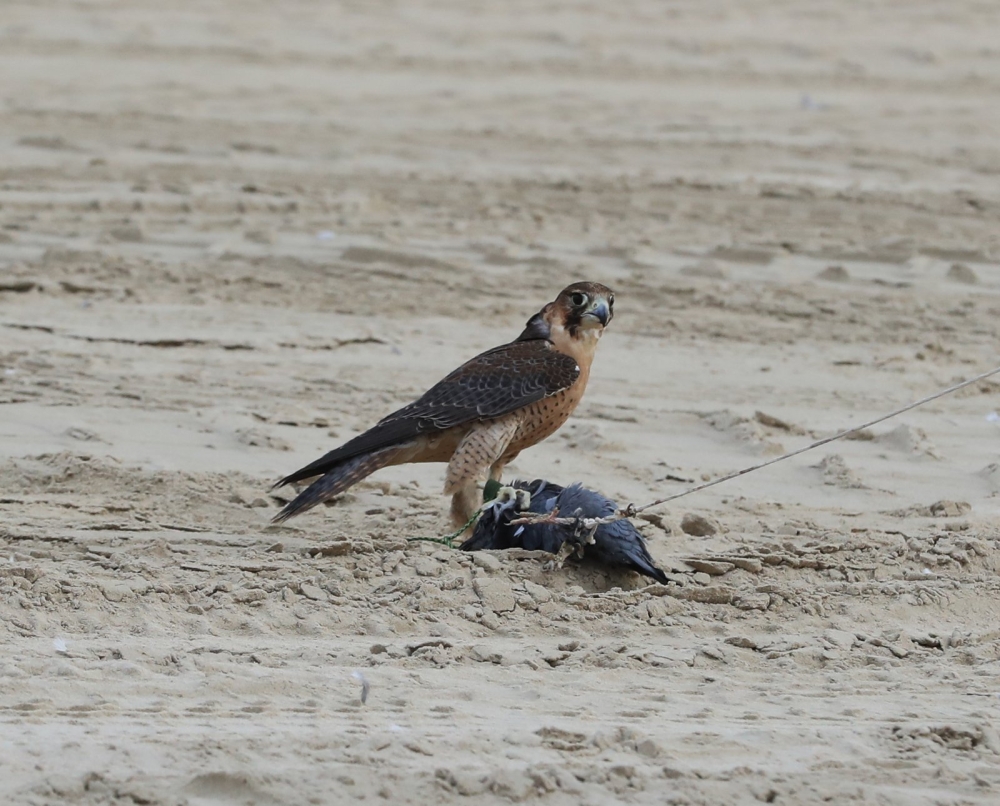 بالصور.. انطلاق منافسات الإسبوع الأخيرة..وناصر بن حمد يشيد بـ"الصقارة"