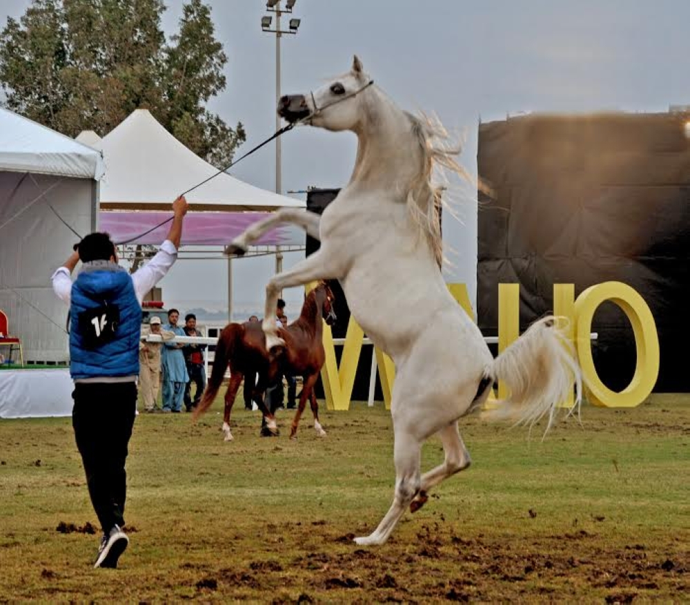 ختام بطولة فيصل بن حمد لجمال الخيل العربية.. وفيصل بن راشد يتوج الفائزين