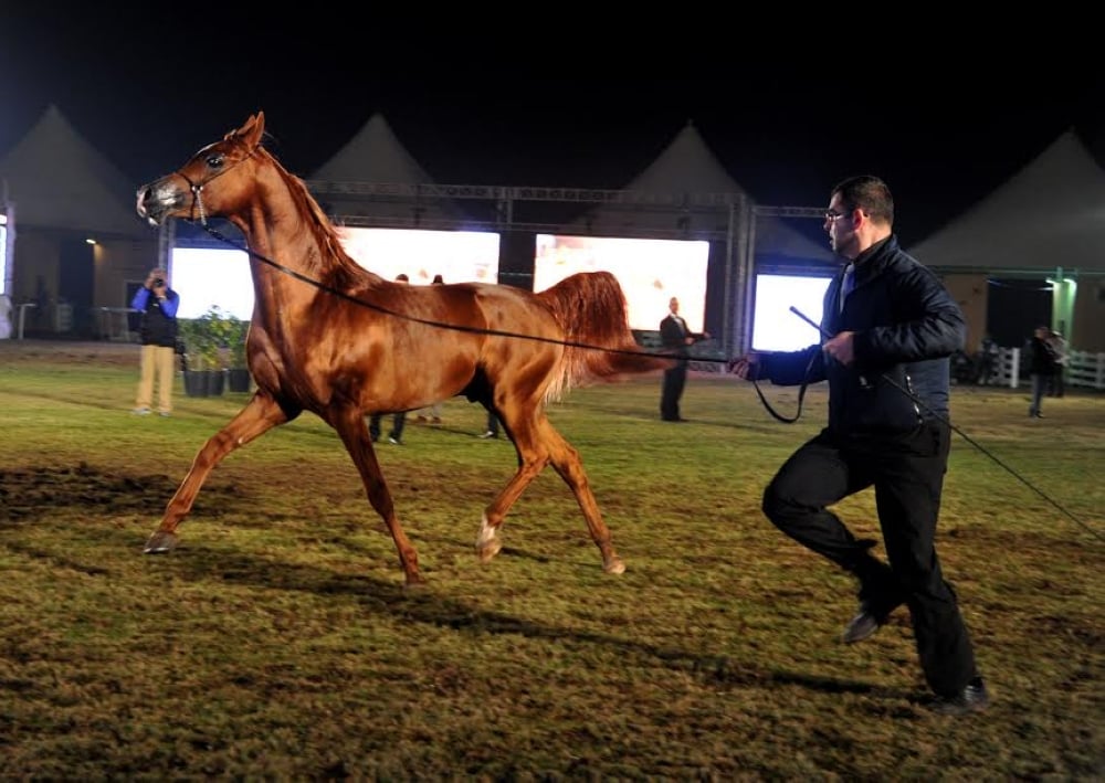 ختام بطولة فيصل بن حمد لجمال الخيل العربية.. وفيصل بن راشد يتوج الفائزين