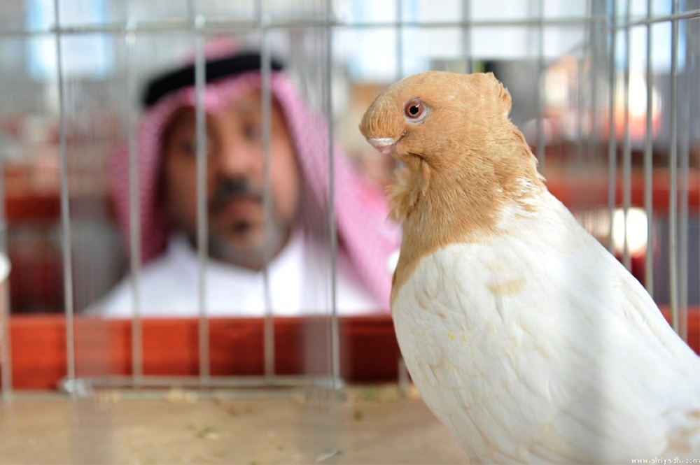 بالصور.. مسابقة ملك جمال طيور الزينة في السعودية