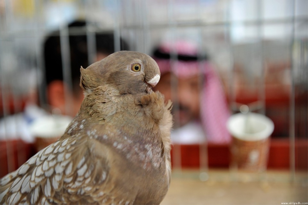 بالصور.. مسابقة ملك جمال طيور الزينة في السعودية