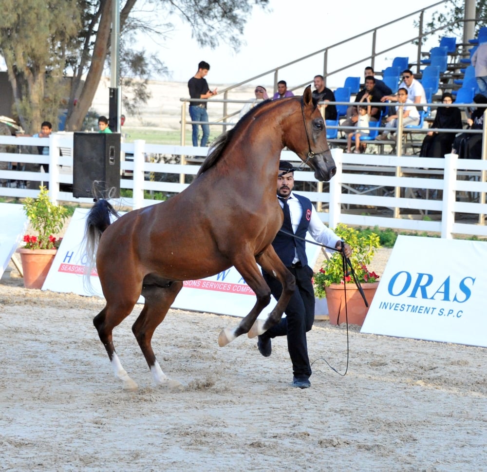 ختام بطولة فيصل بن حمد لجمال الخيل العربية