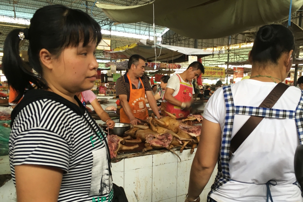 انطلاق مهرجان لحم الكلاب في الصين