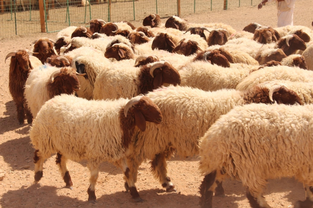 ضعف الإقبال على الأضاحي قبل العيد بسبب الرواتب