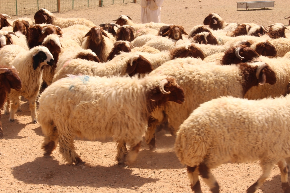 "الزراعة": 5 مسالخ و32 طبيباً وبيطرياً لمواجهة الطلب المتزايد بعيد الأضحى