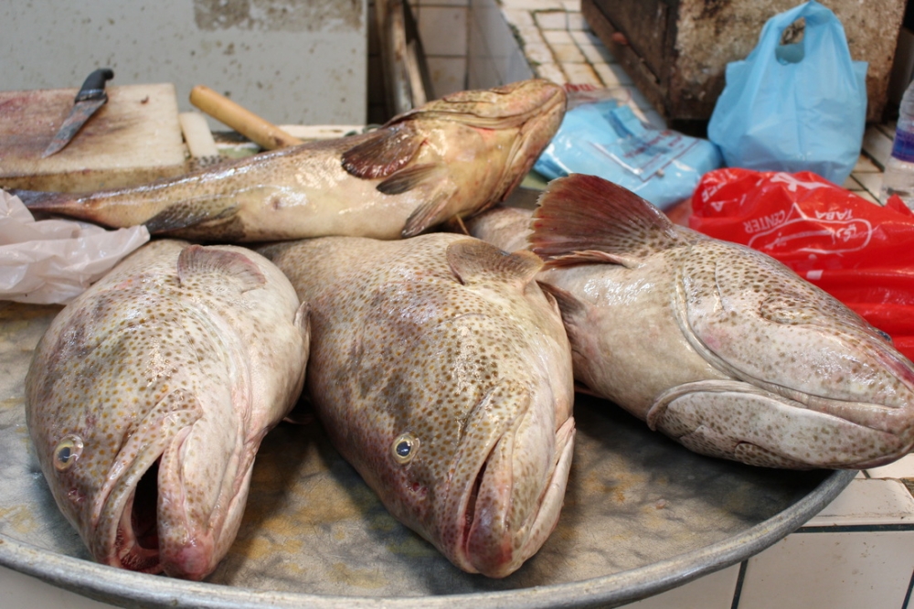 ارتفاع أسعار الأسماك والهامور في الصدارة بـ9 دنانير صحيفة الوطن