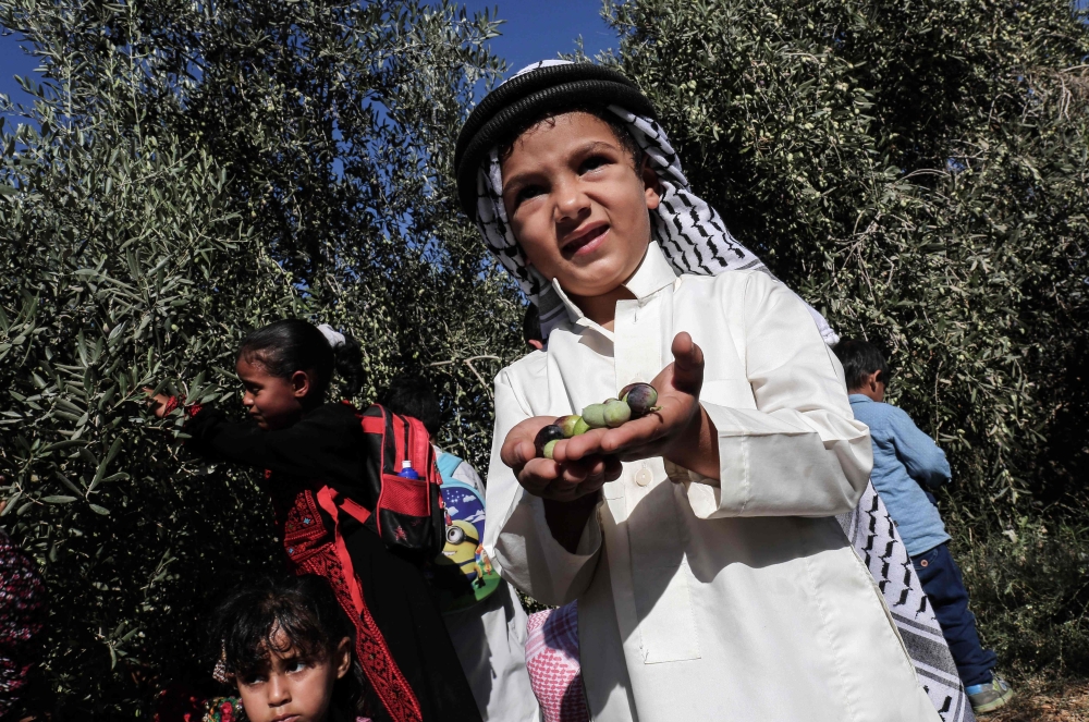 بالصور.. بدء موسم حصاد الزيتون في فلسطين