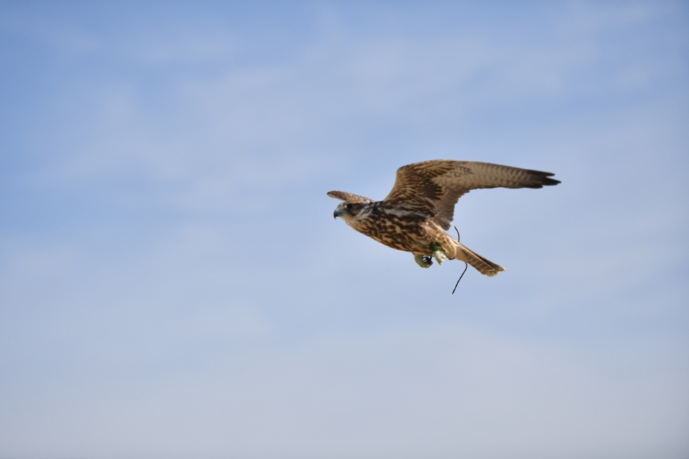 استعدادات مبكرة لانطلاق مسابقة البحرين للصقور والصيد يناير المقبل