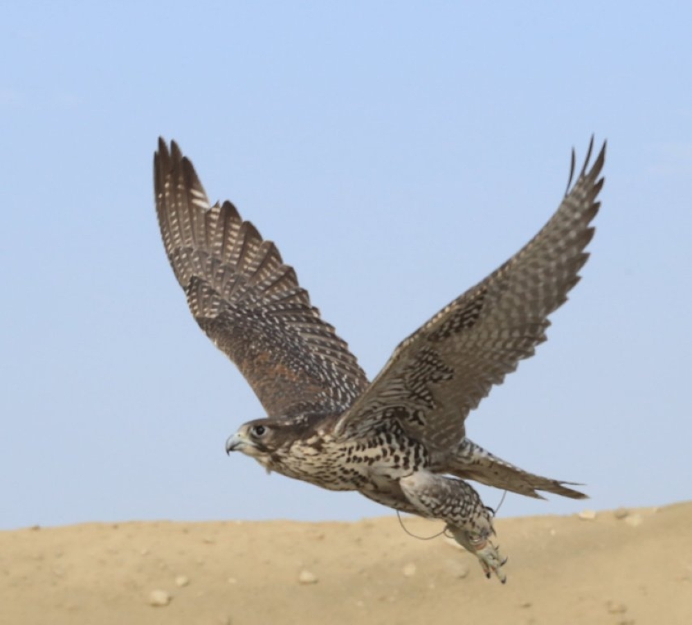 استعدادات مبكرة لانطلاق مسابقة البحرين للصقور والصيد يناير المقبل