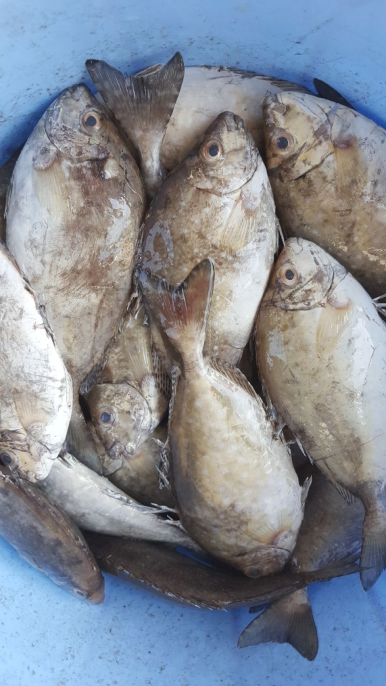 تجار: الأمطار تقلص الطلب على اللحوم 80%