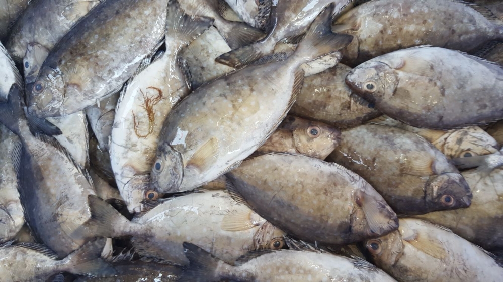 تجار: الأمطار تقلص الطلب على اللحوم 80%