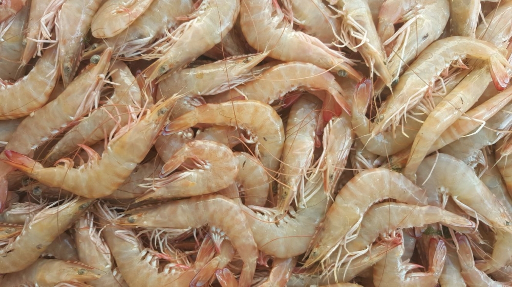 تجار: الأمطار تقلص الطلب على اللحوم 80%