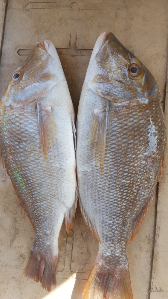 تجار: الأمطار تقلص الطلب على اللحوم 80%