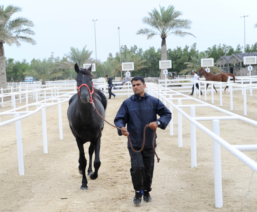 مستويات قوية ساهمت بنجاح السباق الافتتاحي للقدرة