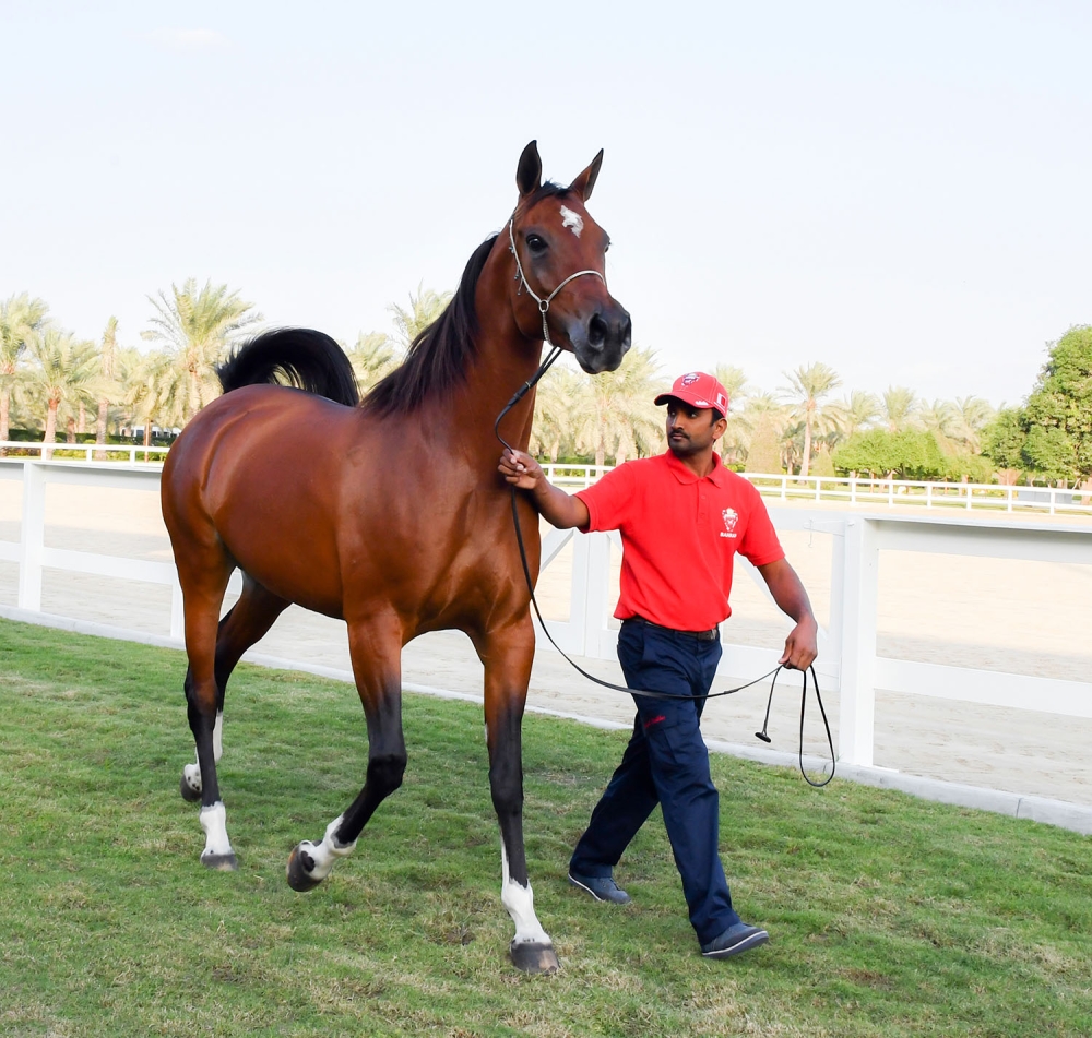 الملك والسلطان إبراهيم يشهدان عرضاً للخيل العربية البحرينية الأصيلة