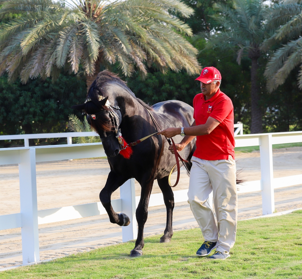 الملك والسلطان إبراهيم يشهدان عرضاً للخيل العربية البحرينية الأصيلة