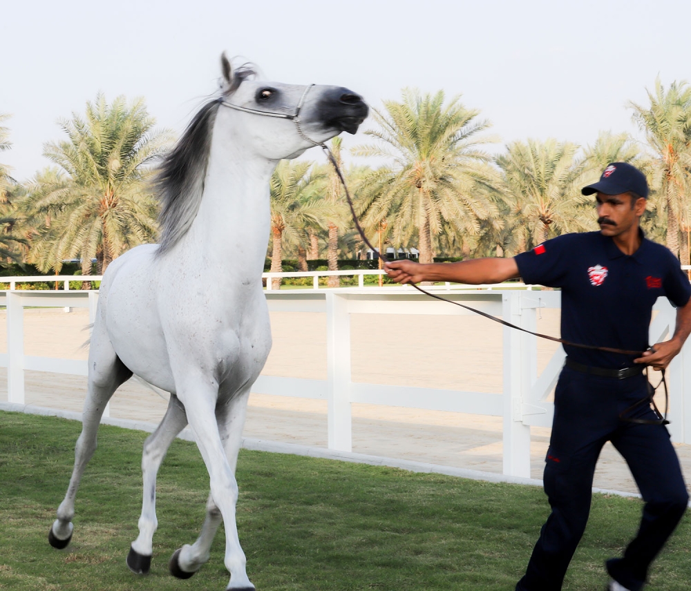 الملك والسلطان إبراهيم يشهدان عرضاً للخيل العربية البحرينية الأصيلة
