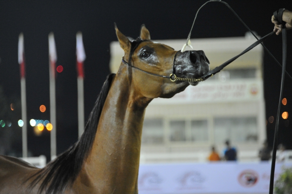 الجمعة..انطلاق بطولة فيصل بن حمد لجمال الخيل العربية الأصيلة