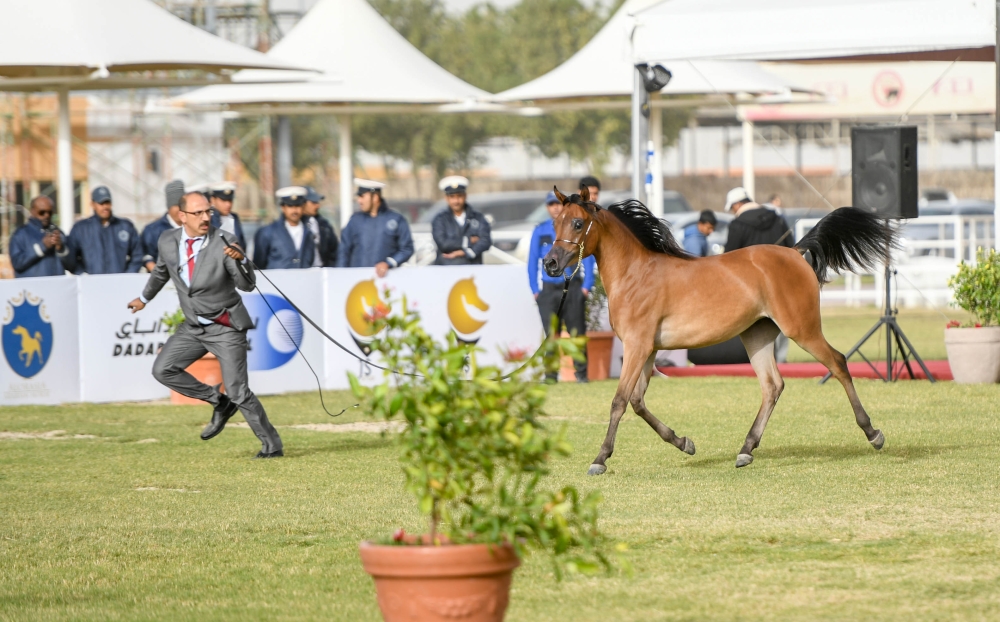 جمال المهرات يطغي على منافسات اليوم الأول ببطولة فيصل بن حمد للخيل العربية