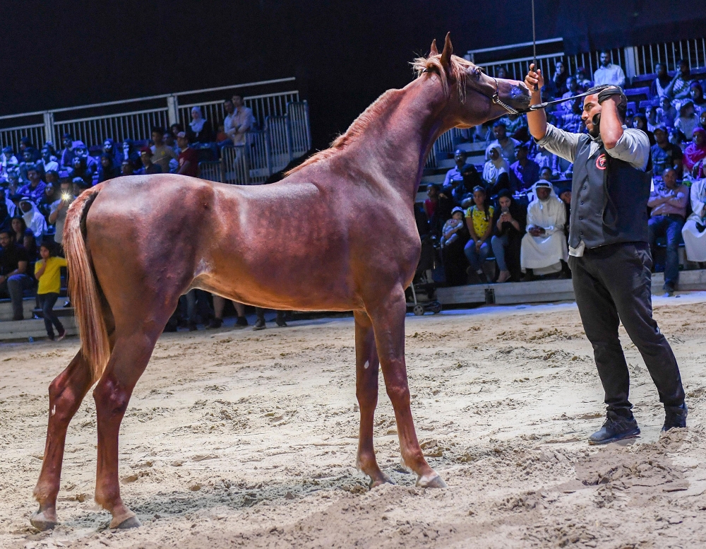 عبدالعزيز آل سعود يتوّج أبطال "فيصل بن حمد لجمال الخيل العربية"