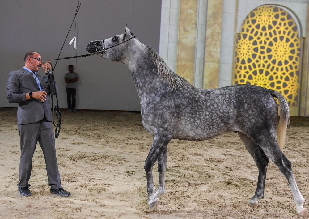 عبدالعزيز آل سعود يتوّج أبطال "فيصل بن حمد لجمال الخيل العربية"