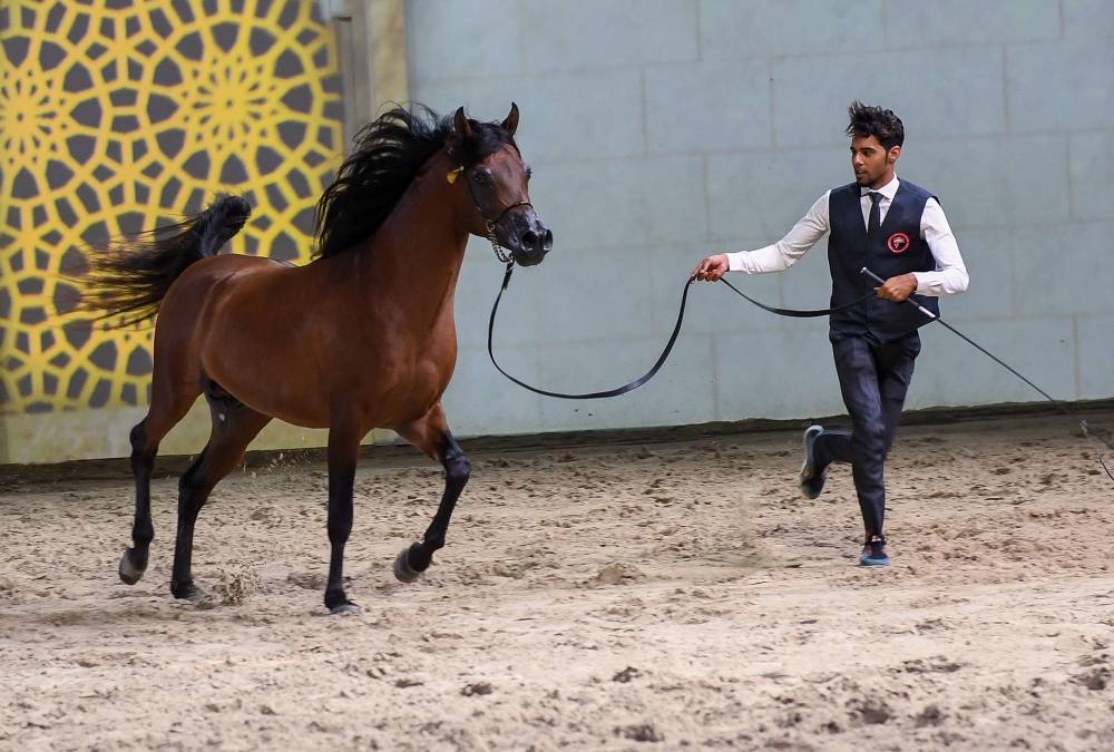 عبدالعزيز آل سعود يتوّج أبطال "فيصل بن حمد لجمال الخيل العربية"