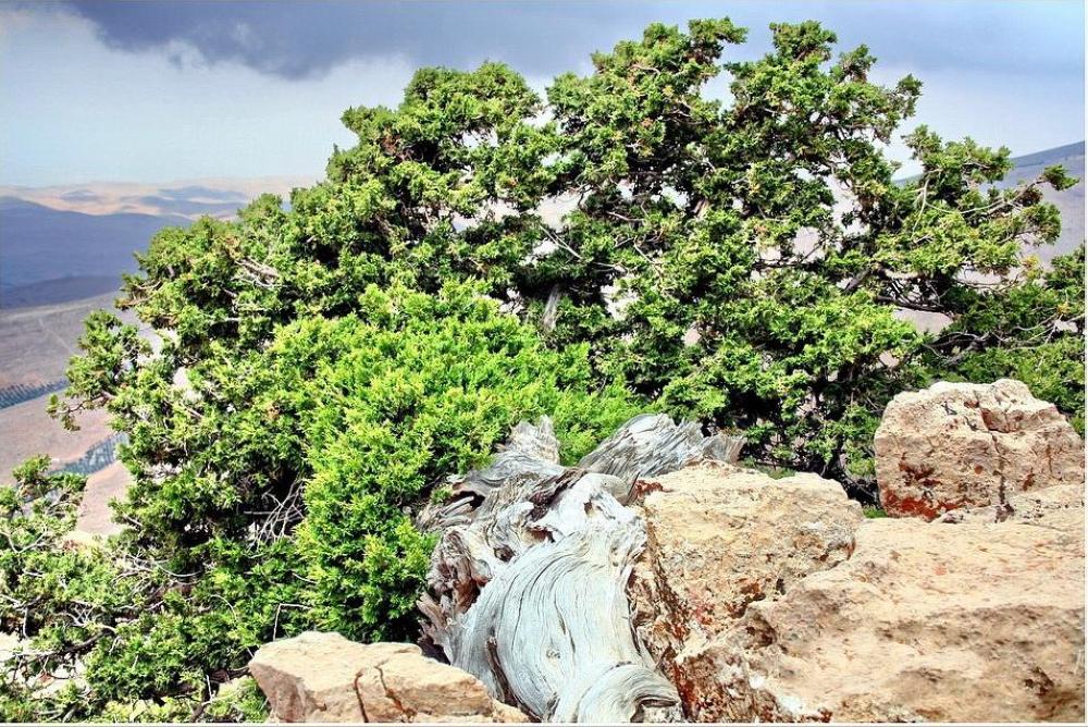 أنواع نباتية جديدة تغزو قمم الجبال بفعل الاحترار المناخي