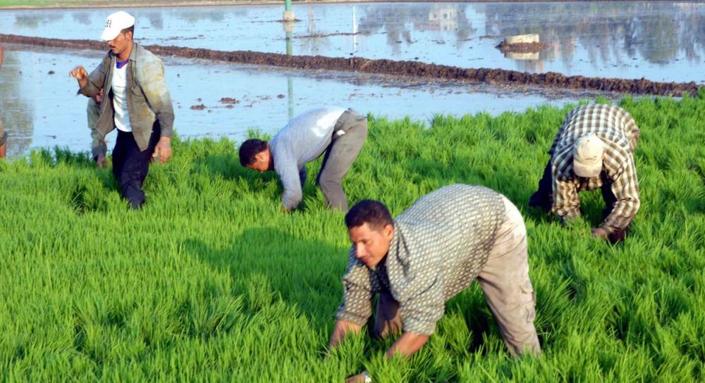 مصر تبدأ عصر استيراد الأرز بنحو مليون طن سنوياً