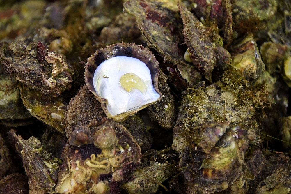 ناصر بن حمد: سيارة وجوائز مالية كبيرة لختام موسم سموه للموروث البحري