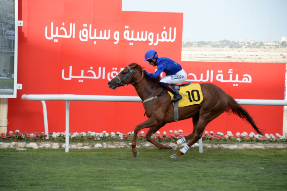 تأهب لانطلاق الموسم الجديد لسباقات الخيل الجمعة