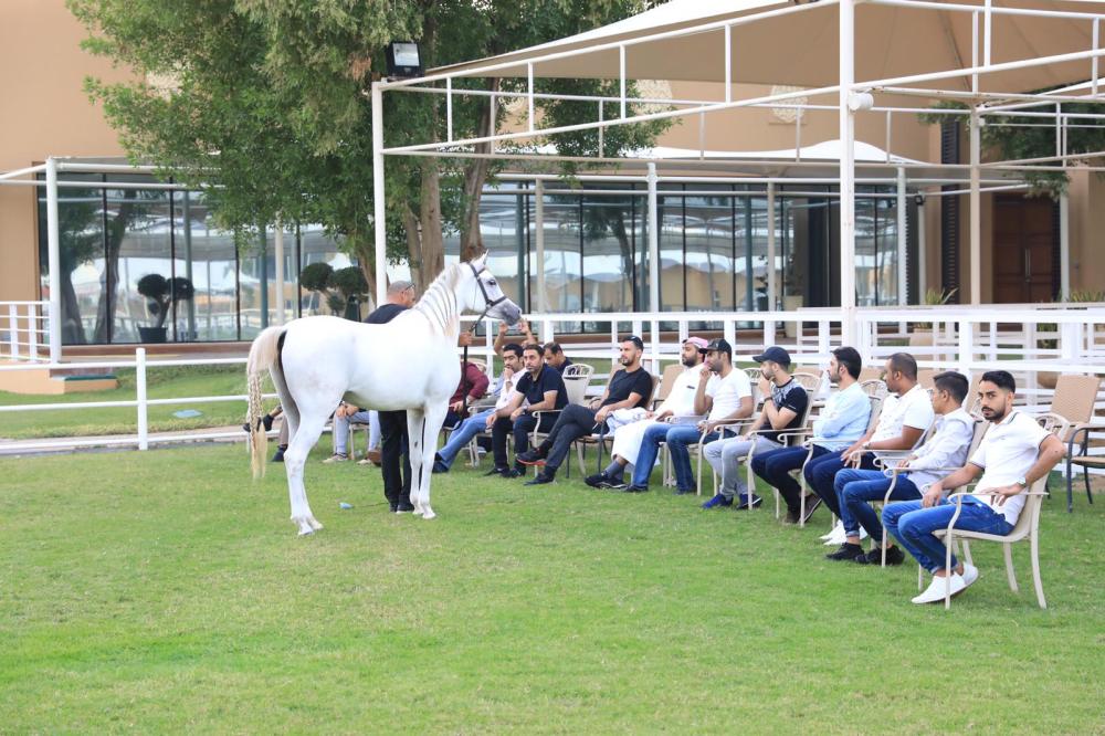 الاتحاد الملكي ينظم دورة للعارضين في أساسيات تقييم الجواد العربي