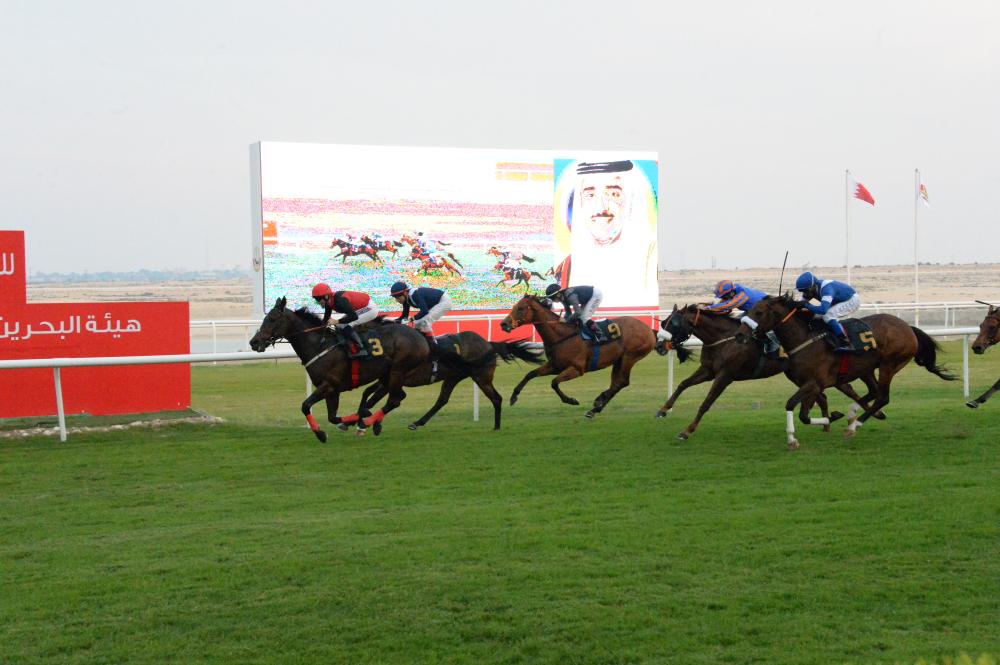 منافسات منتظرة على كؤوس "جيبك" والحصان العربي في سباق الخيل