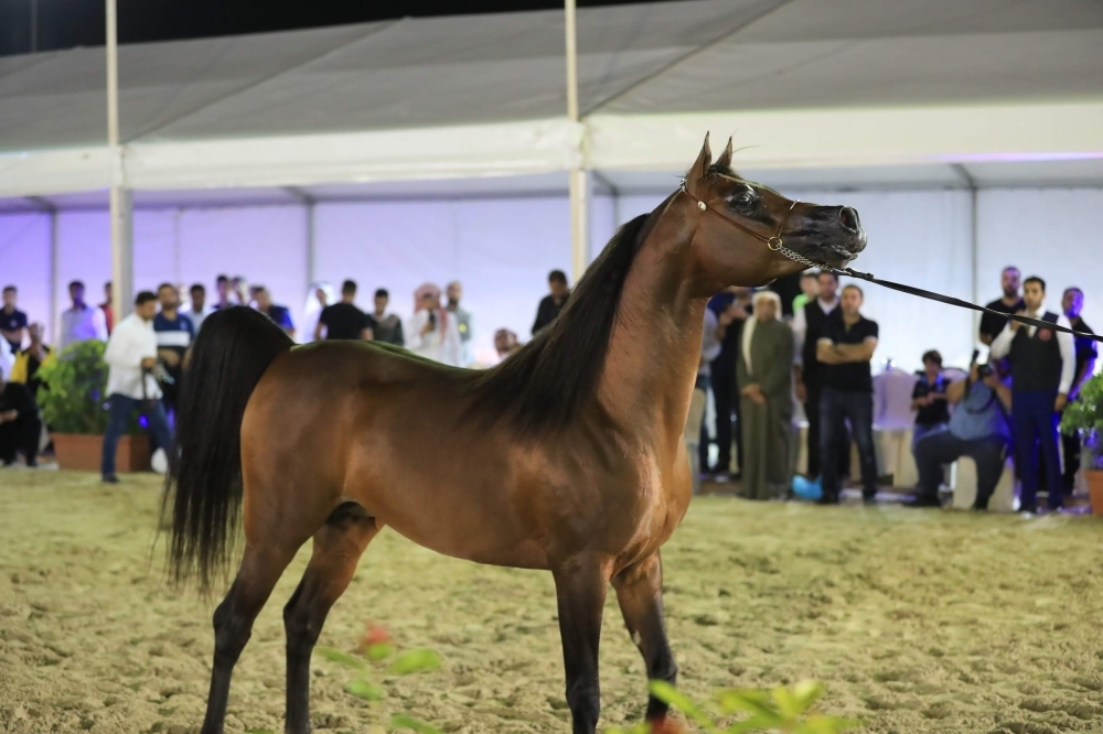 ختام مميز لبطولة العيد الوطني لجمال الخيل العربية