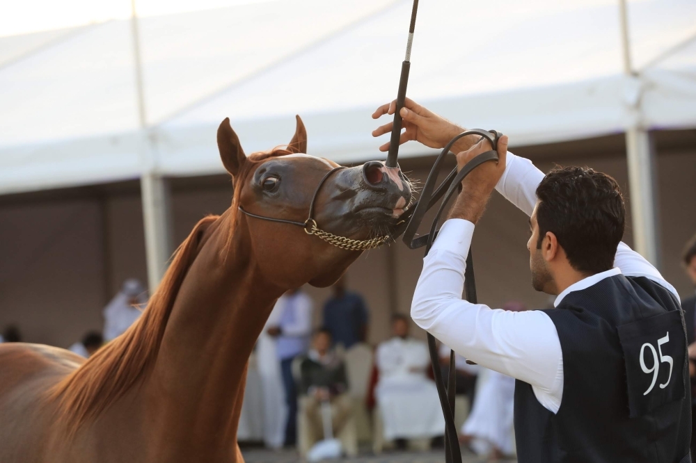 ختام مميز لبطولة العيد الوطني لجمال الخيل العربية