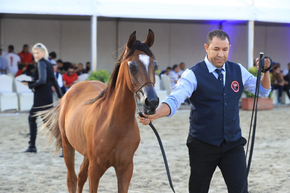 ختام مميز لبطولة العيد الوطني لجمال الخيل العربية