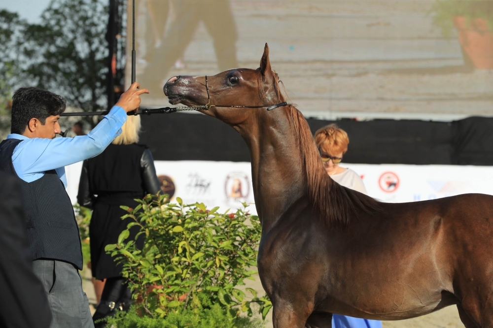 ختام مميز لبطولة العيد الوطني لجمال الخيل العربية