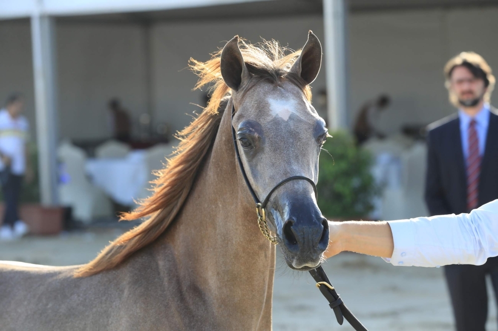 ختام مميز لبطولة العيد الوطني لجمال الخيل العربية