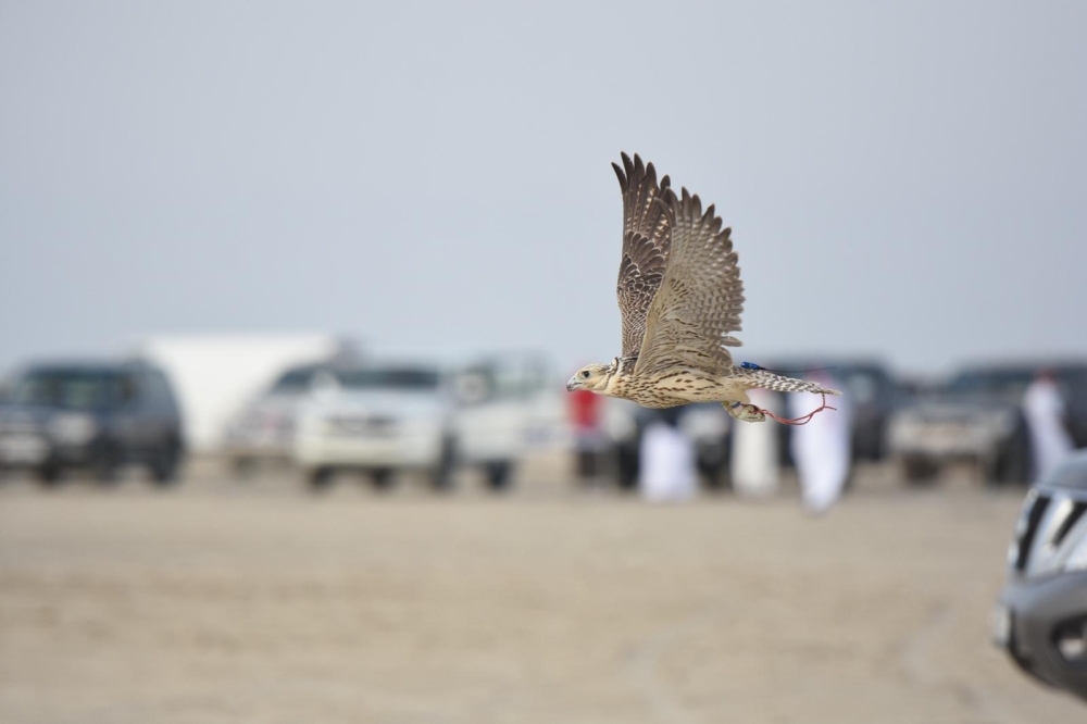 الزعبي بطلاً لمسابقة الطيارة في كأس فيصل بن خالد