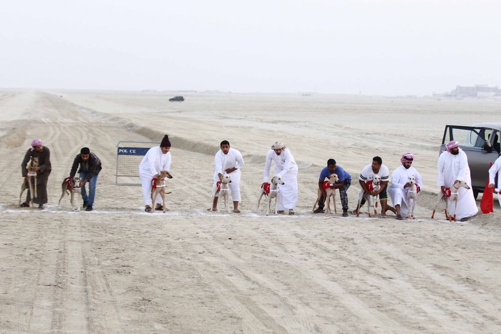 نهائي سباق مهد السلوقي العربي للذكور والإناث الأربعاء