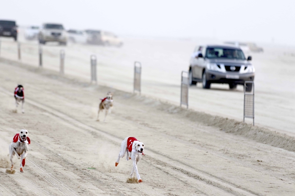 نهائي سباق مهد السلوقي العربي للذكور والإناث الأربعاء