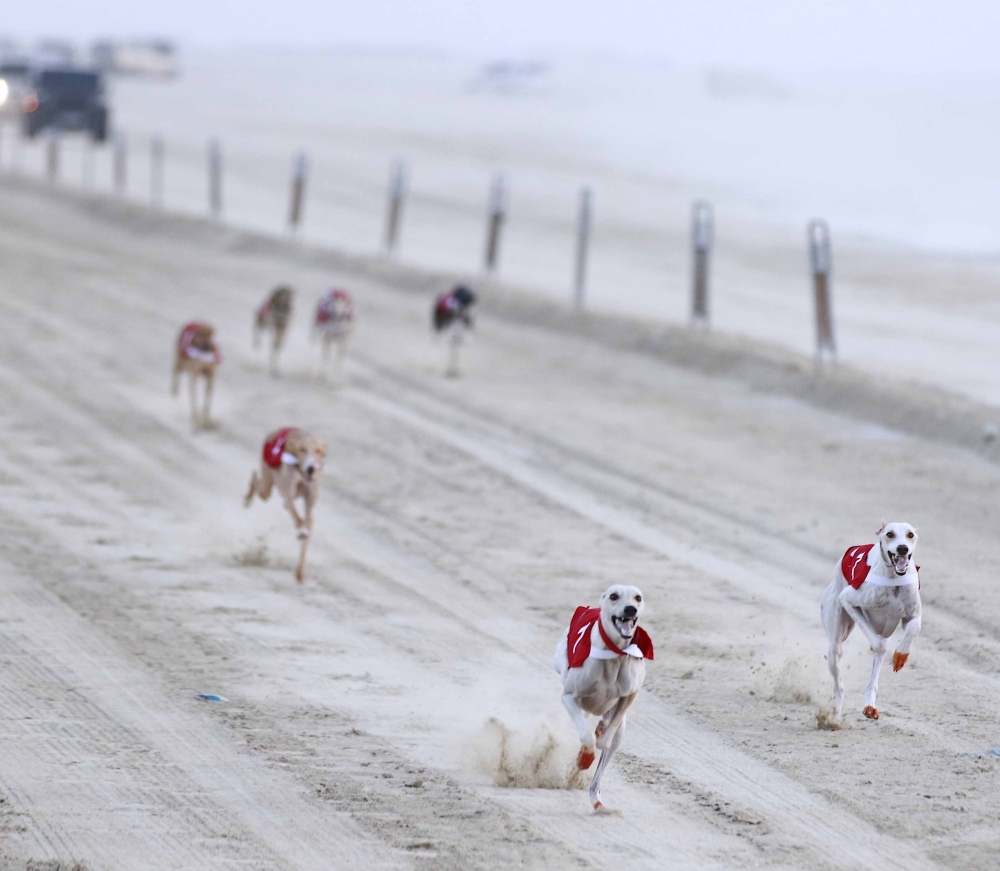 نهائي سباق مهد السلوقي العربي للذكور والإناث الأربعاء