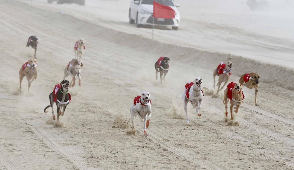 بتوجيهات ناصر بن حمد..5 سباقات لمهد السلوقي العربي الموسم القادم