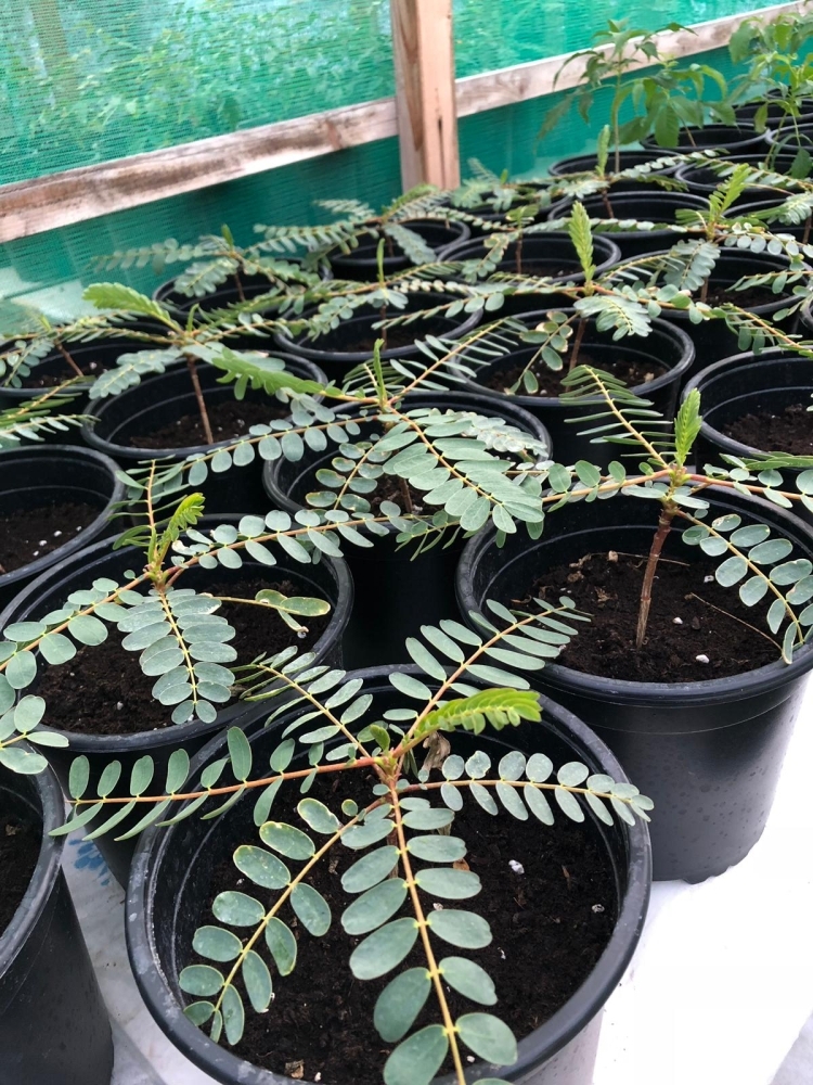 نباتات وأعشاب فواحة في ركن "النور" بمعرض الحدائق