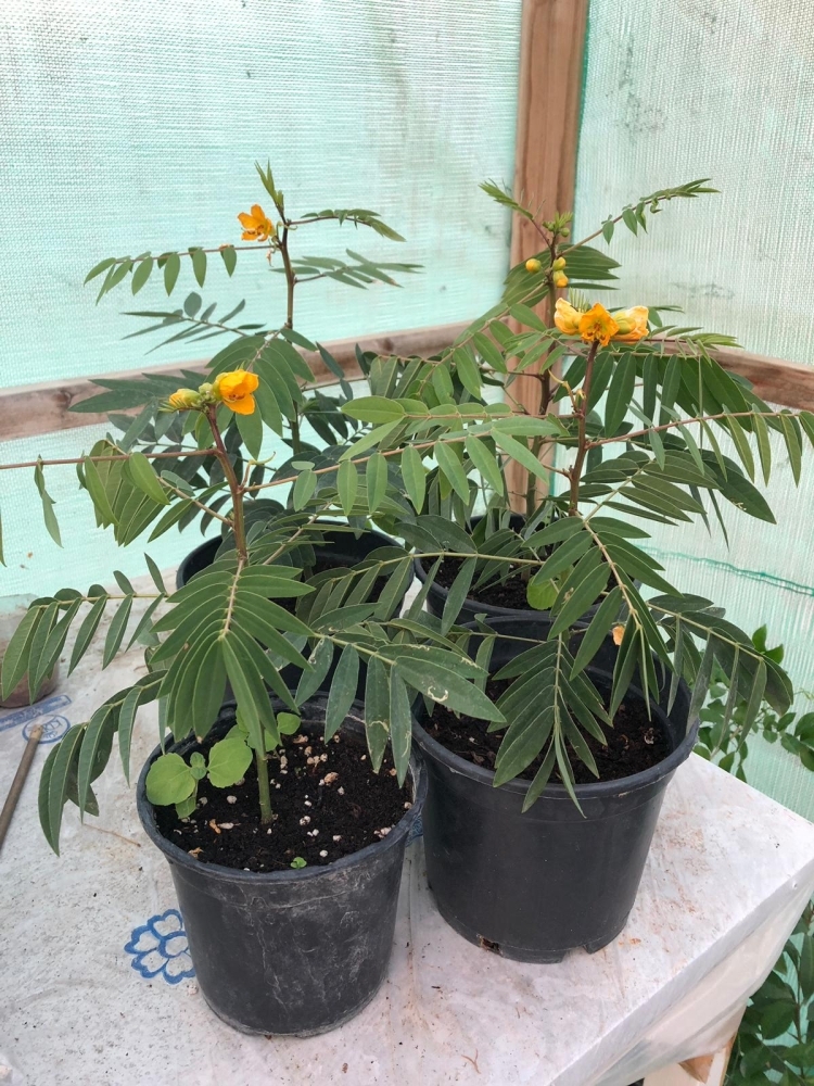 نباتات وأعشاب فواحة في ركن "النور" بمعرض الحدائق