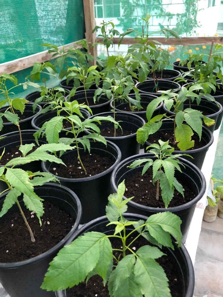 نباتات وأعشاب فواحة في ركن "النور" بمعرض الحدائق