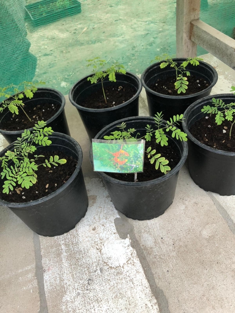 نباتات وأعشاب فواحة في ركن "النور" بمعرض الحدائق