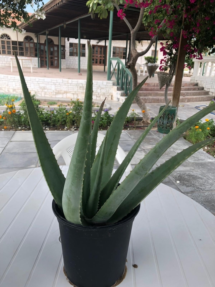 نباتات وأعشاب فواحة في ركن "النور" بمعرض الحدائق