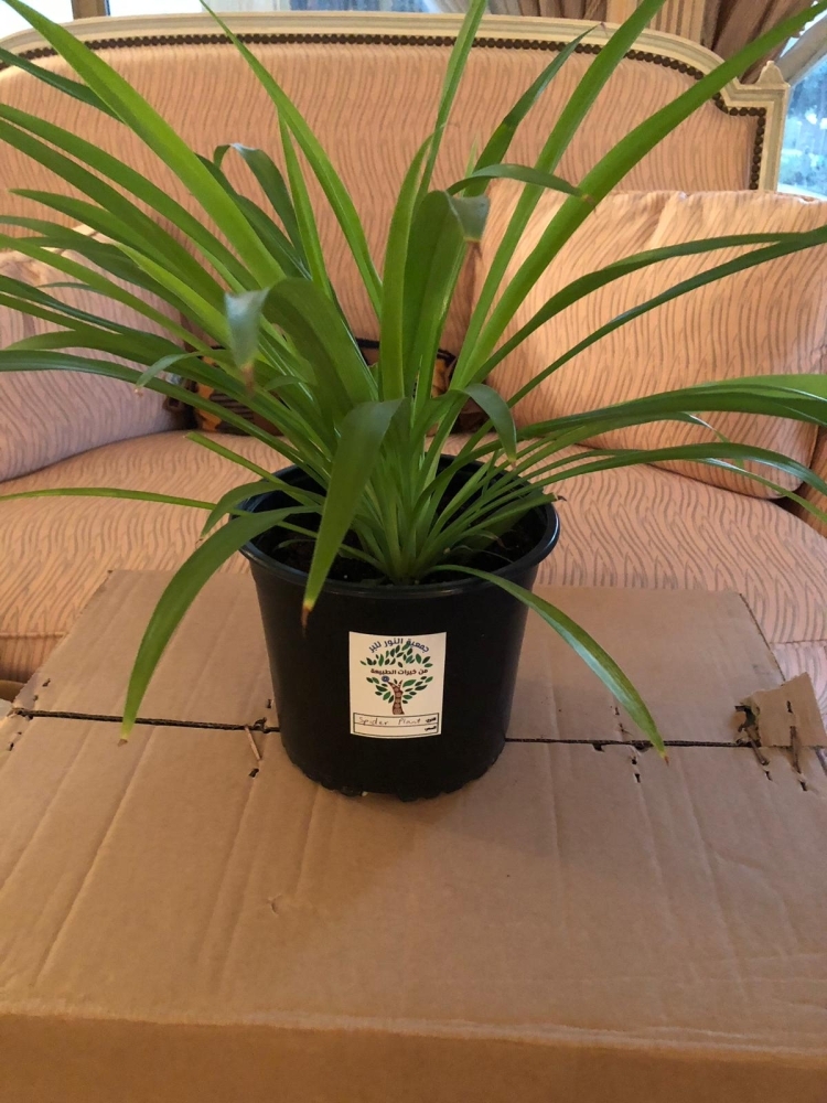 نباتات وأعشاب فواحة في ركن "النور" بمعرض الحدائق