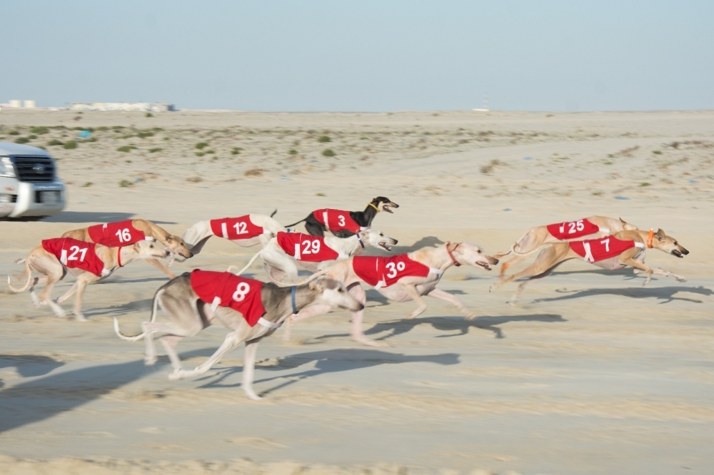 ناصر بن حمد: نجاح كبير حققه موسم الصقور والصيد في نسخته الخامسة